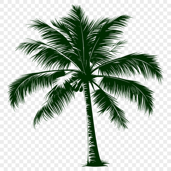 A stylized illustration of a palm tree with slender trunk and feathery leaves.