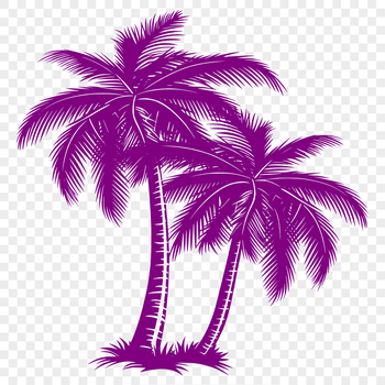 A single palm tree isolated on a white background.