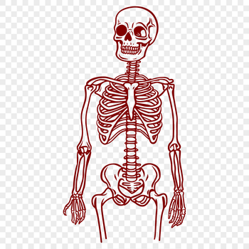 A standing human skeleton with detailed bone structure, ideal for vector art and cutting machine projects.