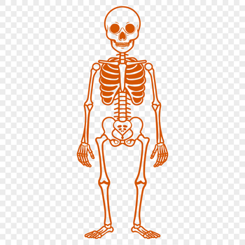 A detailed human skeleton graphic for various design applications.