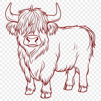 A standing Highland Cow in a farm setting.