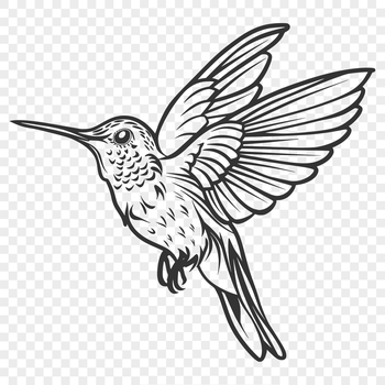 A colorful hummingbird in mid-air flight with its wings spread wide.
