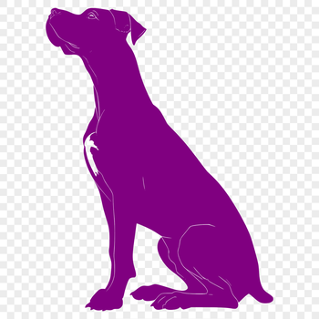 Large breed dog, Great Dane, shown in full body sitting position.