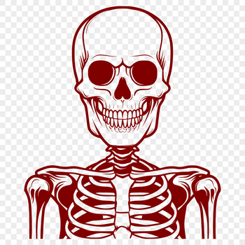 A detailed illustration of a human skeleton in vector format, suitable for various applications.