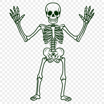 A detailed full-body skeleton illustration in a standing position.