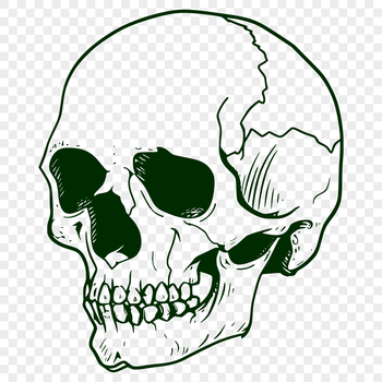 A detailed illustration of a human skull for tattoo design and crafting projects.