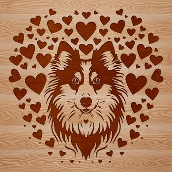 A small-sized Shetland Sheepdog breed with heart symbols surrounding its head.