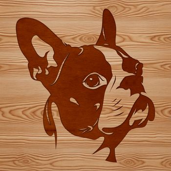 Boston Terrier breed illustration with detailed head features.