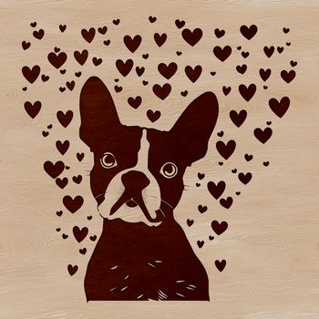 A playful Boston Terrier with loving heart symbols surrounding its head.