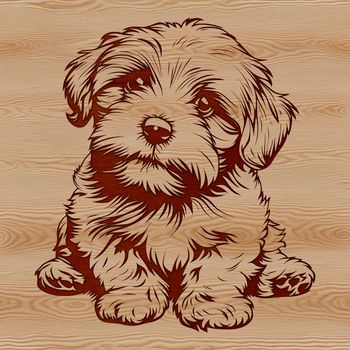 A small dog breed, the Havanese is sitting on a surface.