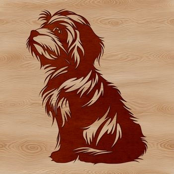 A small breed dog with a long, curly coat sitting on the ground.