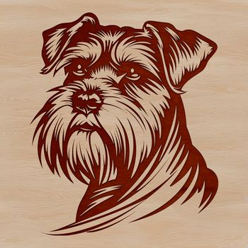 A portrait of a miniature breed dog with distinctive facial features and a wiry coat.