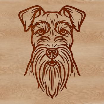 A detailed illustration of a small dog's head, resembling a Miniature Schnauzer breed.