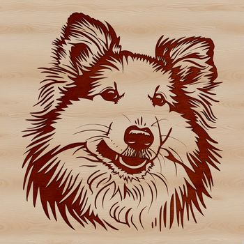 A realistic illustration of a Shetland sheepdog's head, suitable for use in graphic design projects.