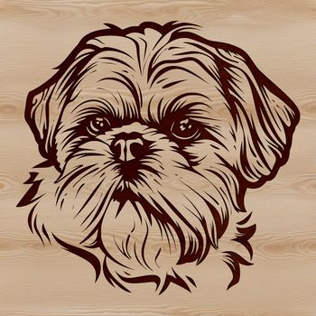 A vector illustration of a small Shih Tzu dog's head, suitable for digital use in various formats such as SVG.