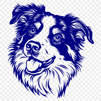 A high-quality digital illustration of a mature Australian Shepherd dog with its head held high.