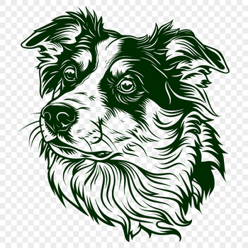 An illustration of a dog with a distinctive coat pattern, typical of the Australian Shepherd breed.