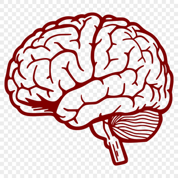 Anatomy illustration of the human brain, a detailed vector graphic.