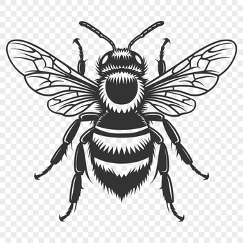 A detailed illustration of a bee from head to wings.