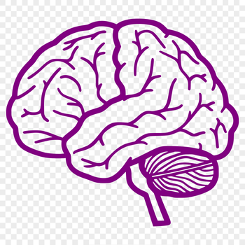 A detailed, 2D illustration of the human brain's anatomical structures, suitable for educational and design purposes.