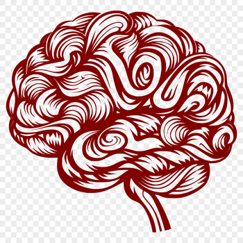 Detailed diagram of a human brain, designed with precision as a scalable vector image.