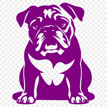 A sitting bulldog shown in full body, a common domesticated animal often kept as pets.