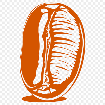 A single coffee bean in a simple, hand-drawn style.
