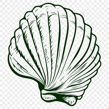 A single, large seashell with a smooth, curved shape, suitable for crafting and design projects.
