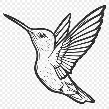 Hummingbird flying bird with full body illustration in vector format.