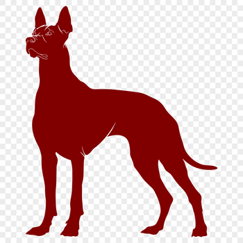 A full-body illustration of a Doberman Pinscher standing on all fours.