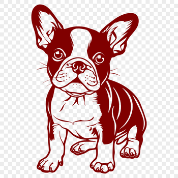 Boston Terrier dog sitting on its haunches, illustrated as vector art.