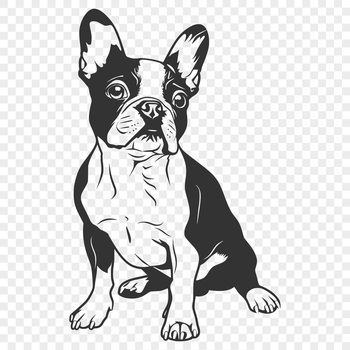 A digital illustration of a sitting Boston Terrier dog breed in full body pose.
