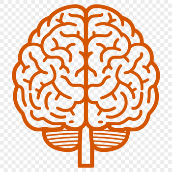 Anatomical illustration of the human brain in simple line drawing style.