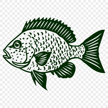 A detailed illustration of a crappie fish in full body view, suitable for clip art and design purposes.