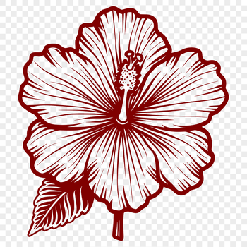 A close-up illustration of a single Hibiscus flower with intricate details.