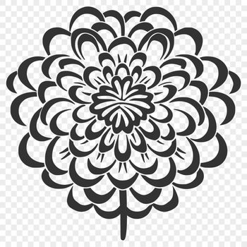 A detailed illustration of a Chrysanthemum flower with intricate petals.