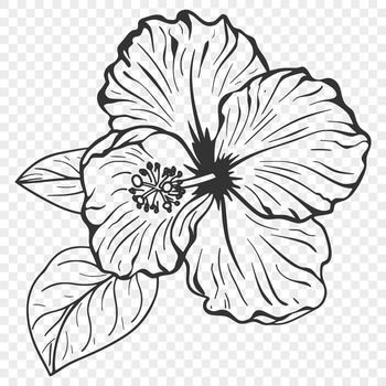 A colorful illustration of a Hibiscus flower with large, showy petals.