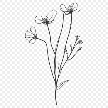 A stylized illustration of a wildflower in bloom, suitable for digital design projects.