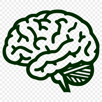 A simple line drawing of the human brain's anatomy, suitable for use in educational materials and vector design projects.