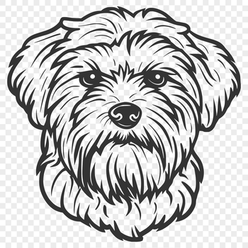 Close-up illustration of a Havanese dog's head, ideal for vector graphics and design projects.