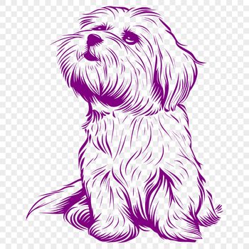 A high-quality vector graphic of a Havanese in a relaxed sitting position.