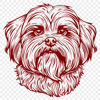 A small breed dog with a curly coat, suitable for vector design.