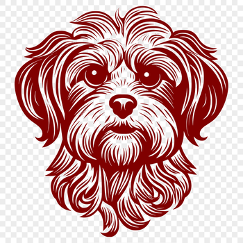 A small-sized Havanese dog with a rounded head and floppy ears.