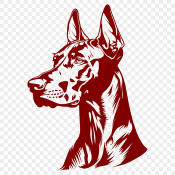 A detailed illustration of a Doberman Pinscher's head, suitable for vector art and graphic design projects.