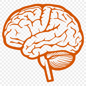 A detailed anatomical illustration of the human brain, suitable for educational and creative projects.