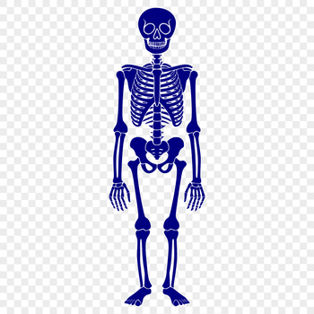 A detailed full-body illustration of a standing skeleton in various poses.