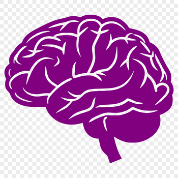 Detailed diagram of the brain, rendered as a scalable graphic.
