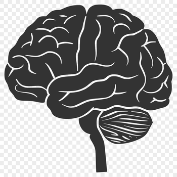 An anatomically accurate illustration of the human brain in vector format.