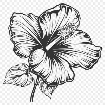 A stylized illustration of a hibiscus flower in various stages of bloom.