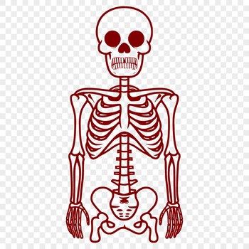 A detailed illustration of a standing skeleton, suitable for digital crafting and design projects.